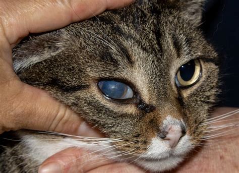 pictures of cat eye conditions.